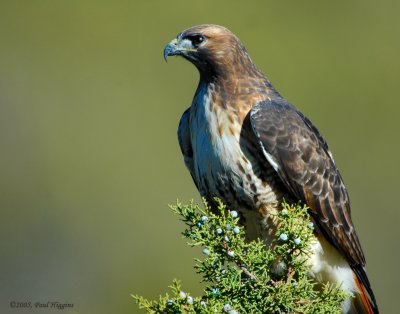 Hawk Redtailed D-012.jpg