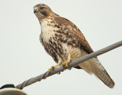Hawk Redtailed D-036.jpg