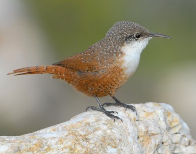 Wren, Canyon