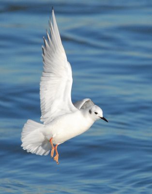 Gull Bonapartes D-016.jpg