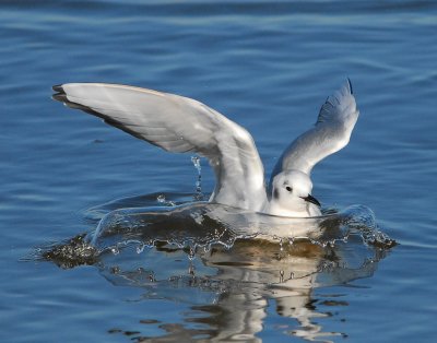 Gull Bonapartes D-009.jpg