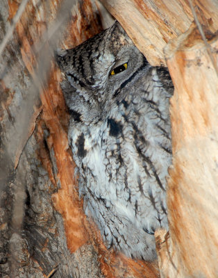 Owl Western Screech D-034.jpg