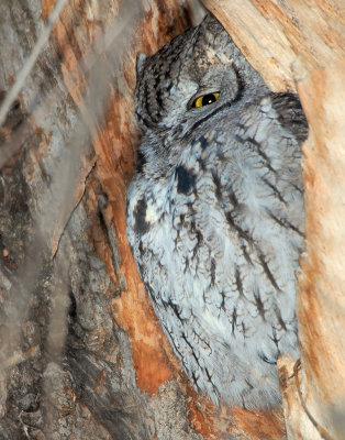 Owl Western Screech D-035.jpg
