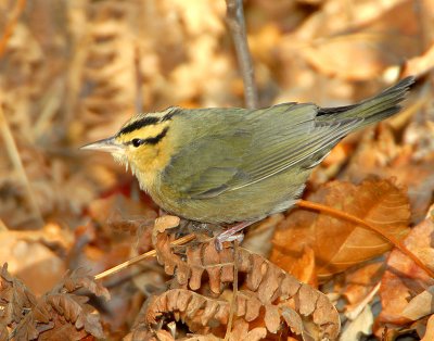 Warbler, Worm-eating