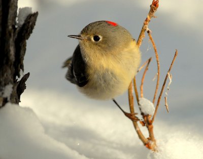 Kinglet, Ruby-crowned