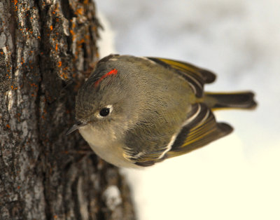 Kinglet Ruby-crownedD-012.jpg