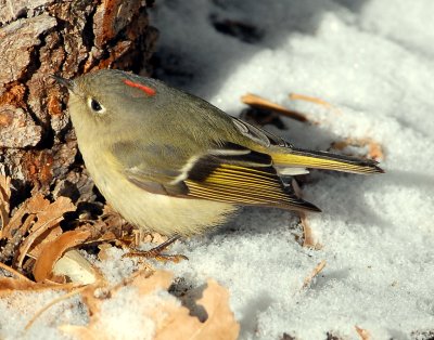 Kinglet Ruby-crownedD-015.jpg