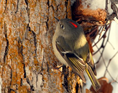 Kinglet Ruby-crowned D-003.jpg