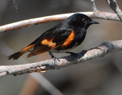 Redstart American D-007.jpg