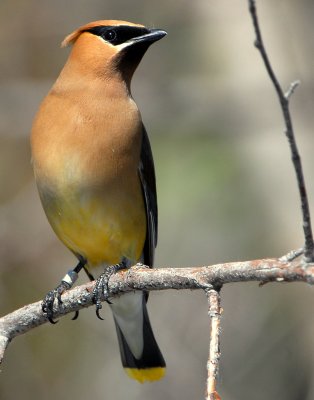 Waxwing Cedar D-009.jpg