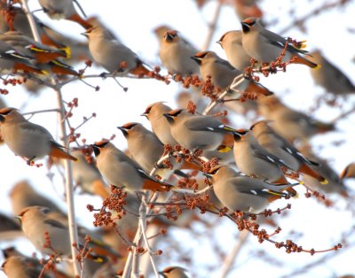 Waxwing BohemianD-027.jpg