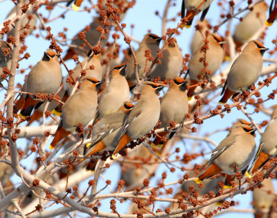 Waxwing BohemianD-041.jpg