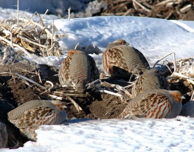 Partridge, Grey