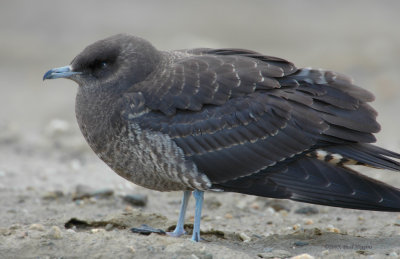 Parasitic Jaeger  D-001.jpg