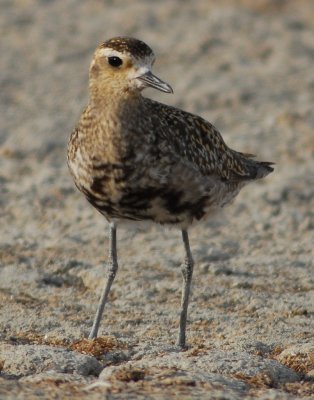 Plover,  Pacific Golden D-100.jpg