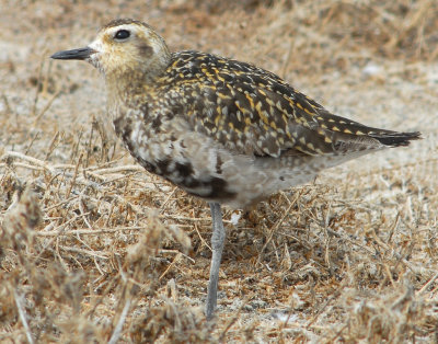 Plover,  Pacific Golden D-094+.jpg