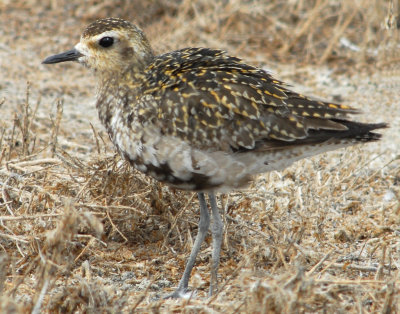 Plover,  Pacific Golden D-093+.jpg