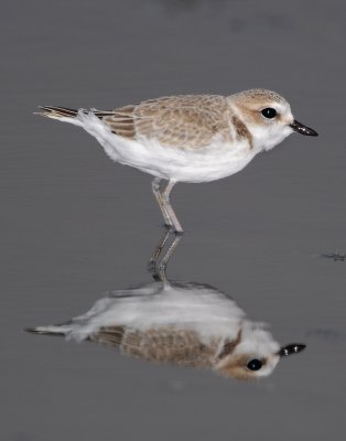 Plover, Snowy