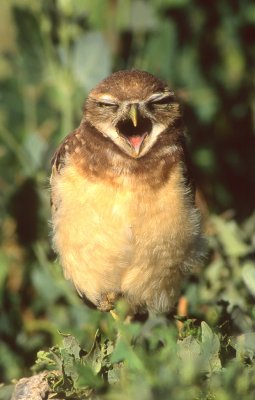 Owl Burrowing S-109.jpg