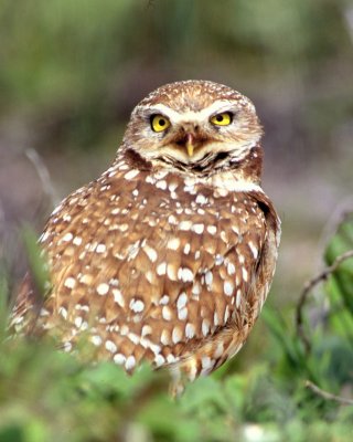 Owl Burrowing S.jpg