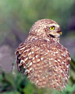Owl Burrowing S-.jpg
