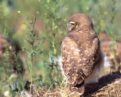 Owl Burrowing S-069A.jpg