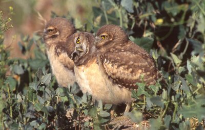 Owl Burrowing S-122.jpg