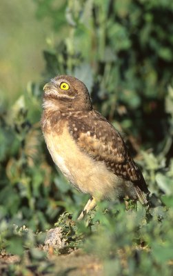 Owl Burrowing S-126.jpg