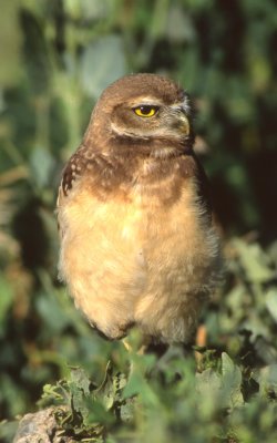 Owl Burrowing S-129.jpg