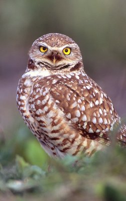 Owl Burrowing S-ZZ2.jpg
