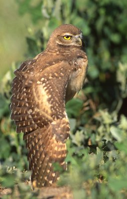 Owl BurrowingS-106.jpg