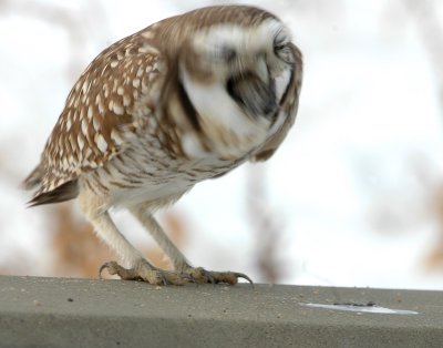 Owl Burrowing D-008 P.jpg