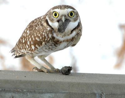 Owl Burrowing D-011 P.jpg