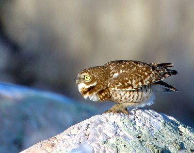 Owl Burrowing D-004.jpg