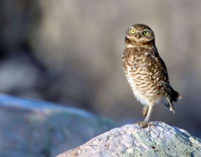 Owl Burrowing D-006.jpg