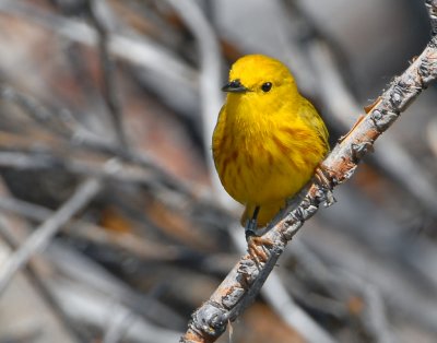 Warbler Yellow D-004.jpg