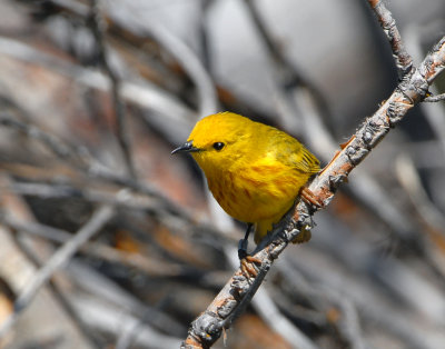 Warbler Yellow D-003.jpg