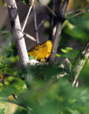 Warbler Yellow P-006.jpg