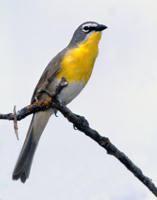 Chat, Yellow-breasted