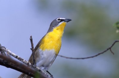 Chat Yellow Breasted S-209.jpg