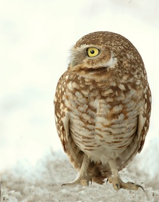 Owl BurrowingD-1-2.jpg