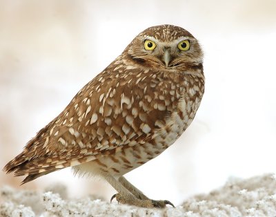 Owl. Burrowing D-2-5.jpg