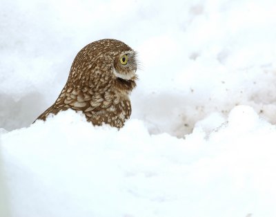Owl. Burrowing D-007.jpg