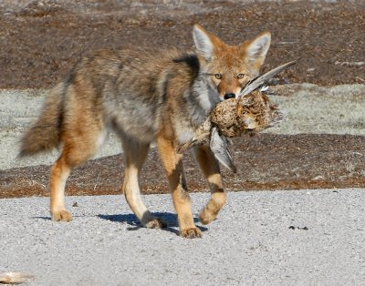 Coyote (Canis Iatrans)