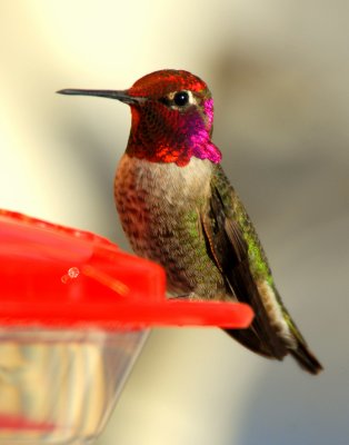 Hummingbird. Anna's