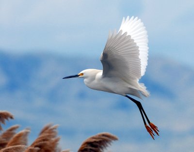 Egret Snowy D-010.jpg