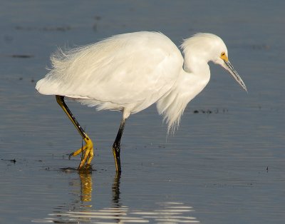 Egret Snowy D-035.jpg