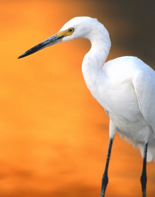 Egret Snowy S-1243 300mm.jpg