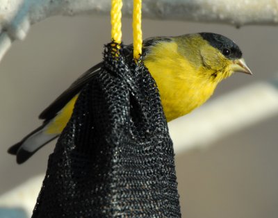 Goldfinch Lesser D-004.jpg