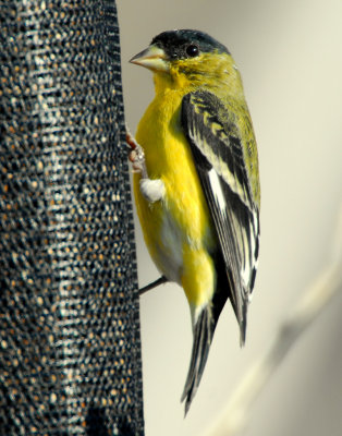 Goldfinch, Lesser